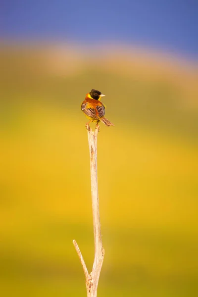 Natur Und Vogel Bunte Natur Hintergrund — Stockfoto