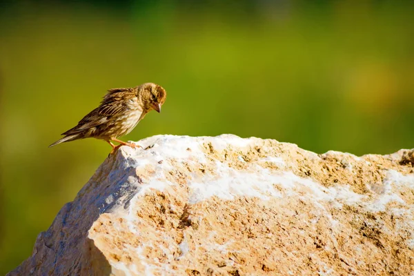 Doğa ve kuş. Renkli doğa arka plan.