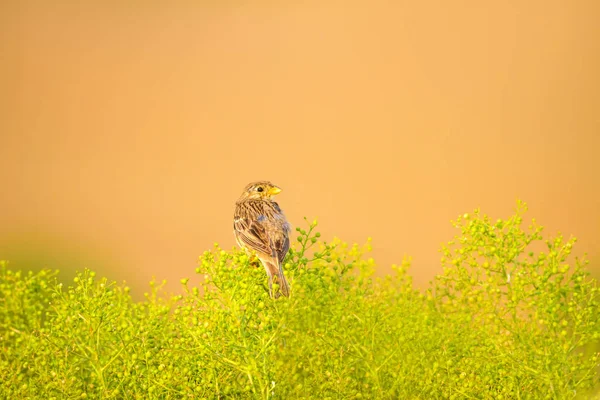 Nature and bird. Colorful nature background.