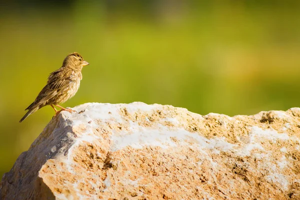 Doğa ve kuş. Renkli doğa arka plan.