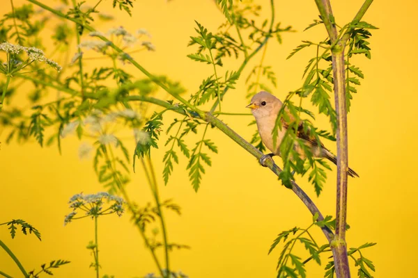 Cute bird. Green branches and yellow nature background. Bird: Eurasian Penduline Tit.