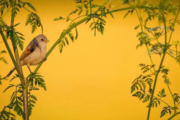 Cute bird. Green branches and yellow nature background. Bird: Eurasian Penduline Tit.