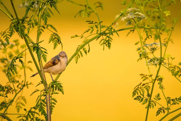 Cute bird. Green branches and yellow nature background. Bird: Eurasian Penduline Tit.