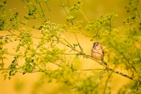 Cute bird. Green branches and yellow nature background. Bird: Eurasian Penduline Tit.