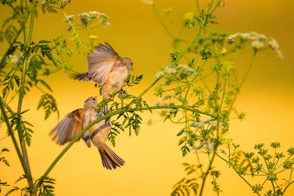 Lindo Pájaro Ramas Verdes Fondo Naturaleza Amarilla Aves Pendulina Euroasiática — Foto de Stock