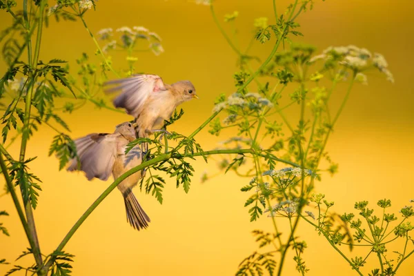 Niedlicher Vogel Grüne Äste Und Gelber Natur Hintergrund Vogel Eurasische — Stockfoto