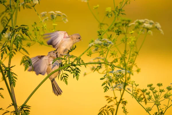 Cute bird. Green branches and yellow nature background. Bird: Eurasian Penduline Tit.