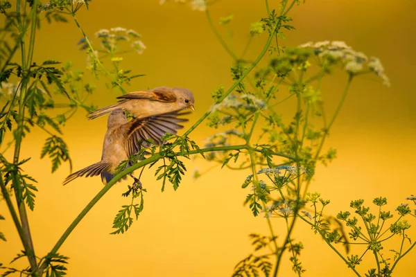 Cute bird. Green branches and yellow nature background. Bird: Eurasian Penduline Tit.