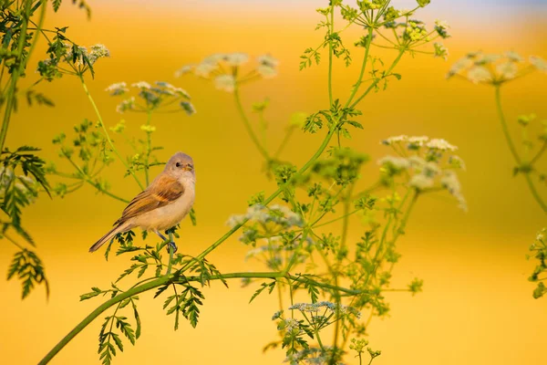 Cute bird. Green branches and yellow nature background. Bird: Eurasian Penduline Tit.