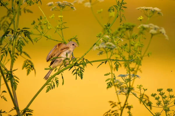 Słodki Ptaszek Zielone Gałęzie Żółte Tło Natury Ptak Eurazjatyckie Cycki — Zdjęcie stockowe