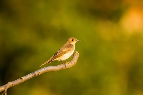 Natur Und Vogel Bunte Natur Hintergrund — Stockfoto