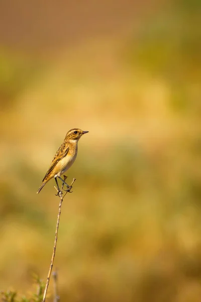 一般的なかわいい鳥ウィンチャット サクシコーラ ルベトラ自然の背景 — ストック写真