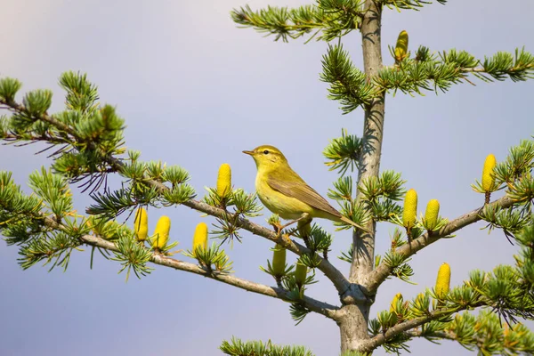 Natuur Vogel Kleurrijke Natuur Achtergrond — Stockfoto