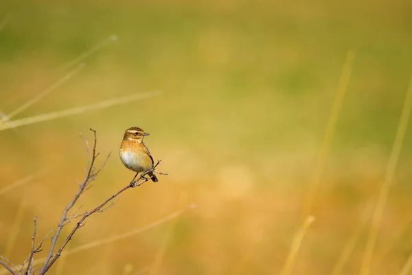 Common Cute Bird Whinchat Saxicola Rubetra Nature Background — Stock Photo, Image