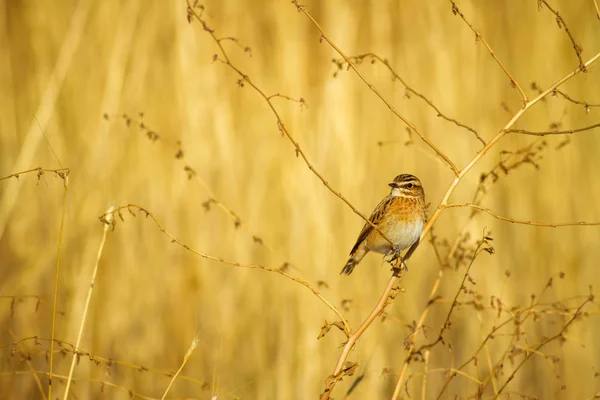 Braunkehlchen Saxicola Rubetra Hintergrund Natur — Stockfoto