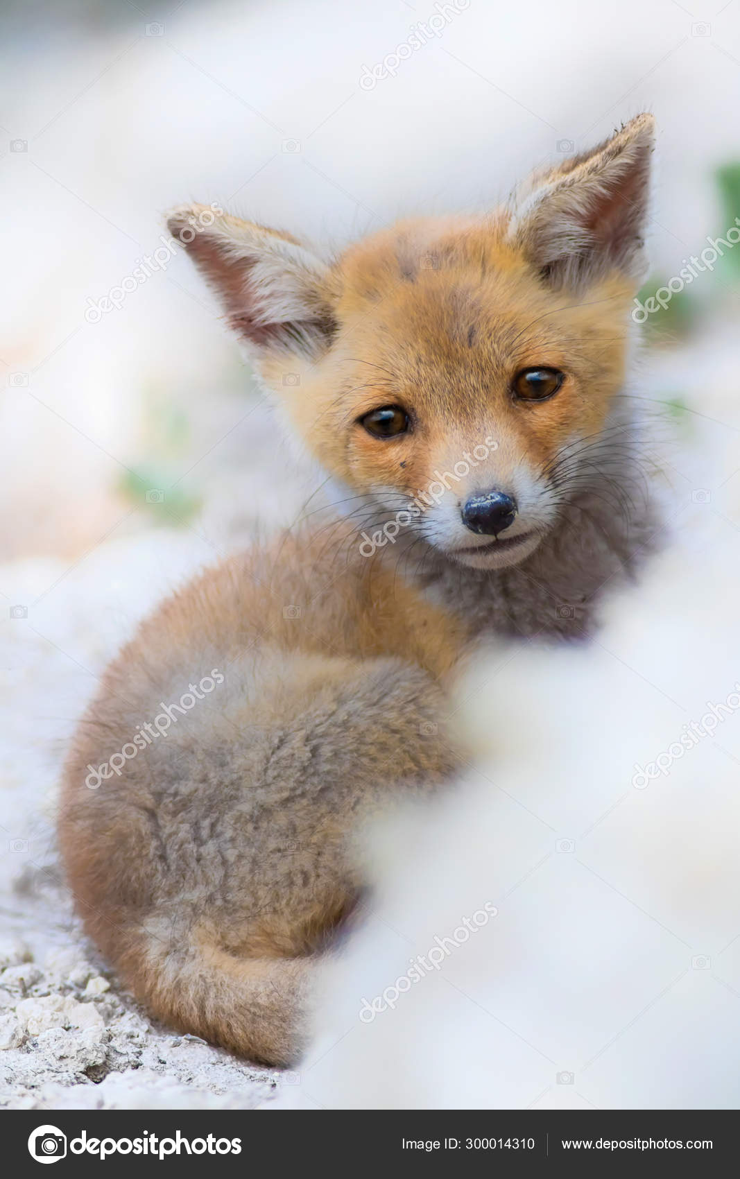 Joli Petit Renard Nature Contexte Renard Renard Roux Vulpes Vulpes — Photo  de stock par ©Mutan7 - 300014310, image size:1067x1700