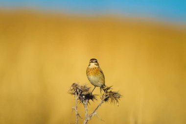 Ortak sevimli kuş Whinchat. Saxicola rubetra. Doğa arka planı.