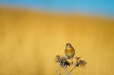 Ortak sevimli kuş Whinchat. Saxicola rubetra. Doğa arka planı.