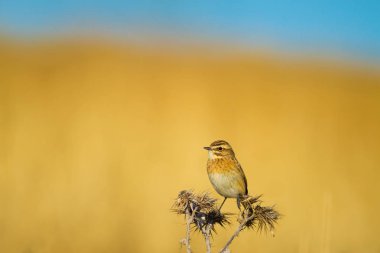 Ortak sevimli kuş Whinchat. Saxicola rubetra. Doğa arka planı.