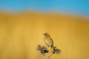 Ortak sevimli kuş Whinchat. Saxicola rubetra. Doğa arka planı.