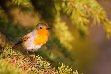 Sevimli kuş. Orman arka planı. Avrupalı Robin. Erithacus rubecula ve Çam ağacı.