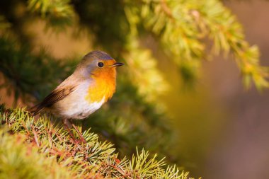 Sevimli kuş. Orman arka planı. Avrupalı Robin. Erithacus rubecula ve Çam ağacı.