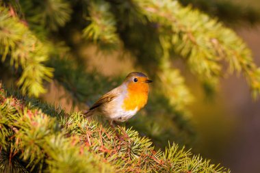 Sevimli kuş. Orman arka planı. Avrupalı Robin. Erithacus rubecula ve Çam ağacı.
