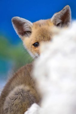 Sevimli Tilki. Doğa Arka Plan. Kızıl Tilki, Vulpes vulpes.