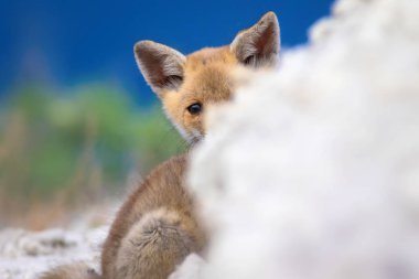 Sevimli Tilki. Doğa Arka Plan. Kızıl Tilki, Vulpes vulpes.