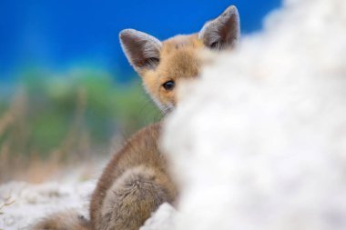 Sevimli küçük Tilki. Doğa Arka Plan. Tilki: Kızıl Tilki, Vulpes vulpes.