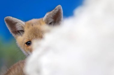 Sevimli küçük Tilki. Doğa Arka Plan. Tilki: Kızıl Tilki, Vulpes vulpes.