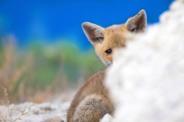 Sevimli küçük Tilki. Doğa Arka Plan. Tilki: Kızıl Tilki, Vulpes vulpes.