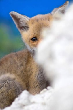Sevimli küçük Tilki. Doğa Arka Plan. Tilki: Kızıl Tilki, Vulpes vulpes.