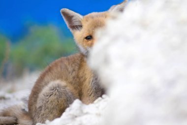 Sevimli küçük Tilki. Doğa Arka Plan. Tilki: Kızıl Tilki, Vulpes vulpes.