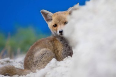 Sevimli küçük Tilki. Doğa Arka Plan. Tilki: Kızıl Tilki, Vulpes vulpes.