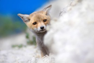 Sevimli küçük Tilki. Doğa Arka Plan. Tilki: Kızıl Tilki, Vulpes vulpes.