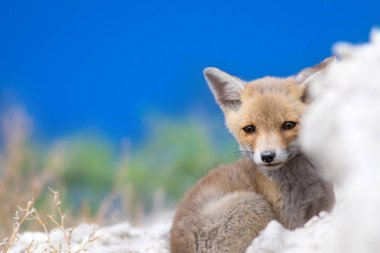 Sevimli küçük Tilki. Doğa Arka Plan. Tilki: Kızıl Tilki, Vulpes vulpes.