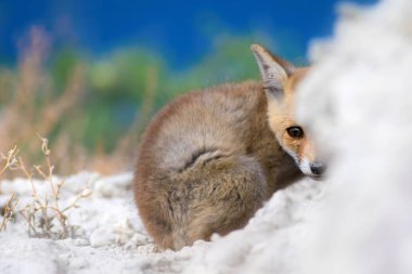 Sevimli küçük Tilki. Doğa Arka Plan. Tilki: Kızıl Tilki, Vulpes vulpes.