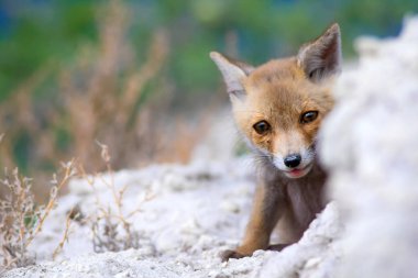 Sevimli küçük Tilki. Doğa Arka Plan. Tilki: Kızıl Tilki, Vulpes vulpes.