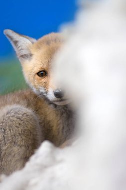 Sevimli küçük Tilki. Doğa Arka Plan. Tilki: Kızıl Tilki, Vulpes vulpes.