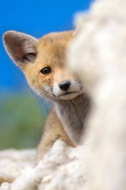 Sevimli küçük Tilki. Doğa Arka Plan. Tilki: Kızıl Tilki, Vulpes vulpes.