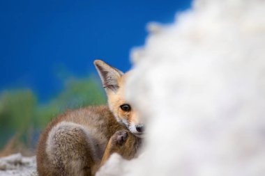 Sevimli küçük Tilki. Doğa Arka Plan. Tilki: Kızıl Tilki, Vulpes vulpes.