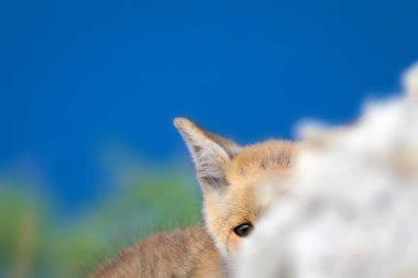 Sevimli küçük Tilki. Doğa Arka Plan. Tilki: Kızıl Tilki, Vulpes vulpes.