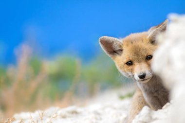 Sevimli küçük Tilki. Doğa Arka Plan. Tilki: Kızıl Tilki, Vulpes vulpes.