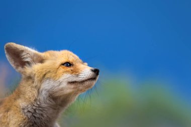 Sevimli küçük Tilki. Doğa Arka Plan. Tilki: Kızıl Tilki, Vulpes vulpes.