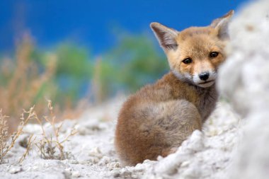 Sevimli küçük Tilki. Doğa Arka Plan. Tilki: Kızıl Tilki, Vulpes vulpes.