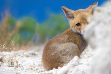 Sevimli küçük Tilki. Doğa Arka Plan. Tilki: Kızıl Tilki, Vulpes vulpes.