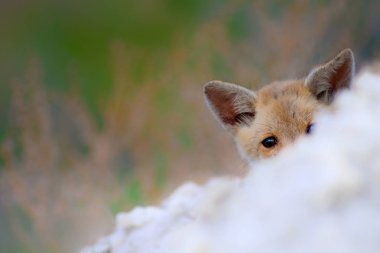 Sevimli küçük Tilki. Doğa Arka Plan. Tilki: Kızıl Tilki, Vulpes vulpes.