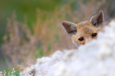 Sevimli küçük Tilki. Doğa Arka Plan. Tilki: Kızıl Tilki, Vulpes vulpes.
