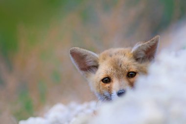 Sevimli küçük Tilki. Doğa Arka Plan. Tilki: Kızıl Tilki, Vulpes vulpes.